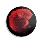 Schilderij Red Dragon Siamese Fighting Fish Rond – Muurcirkel Template TP DB Rond Dieren 32 1