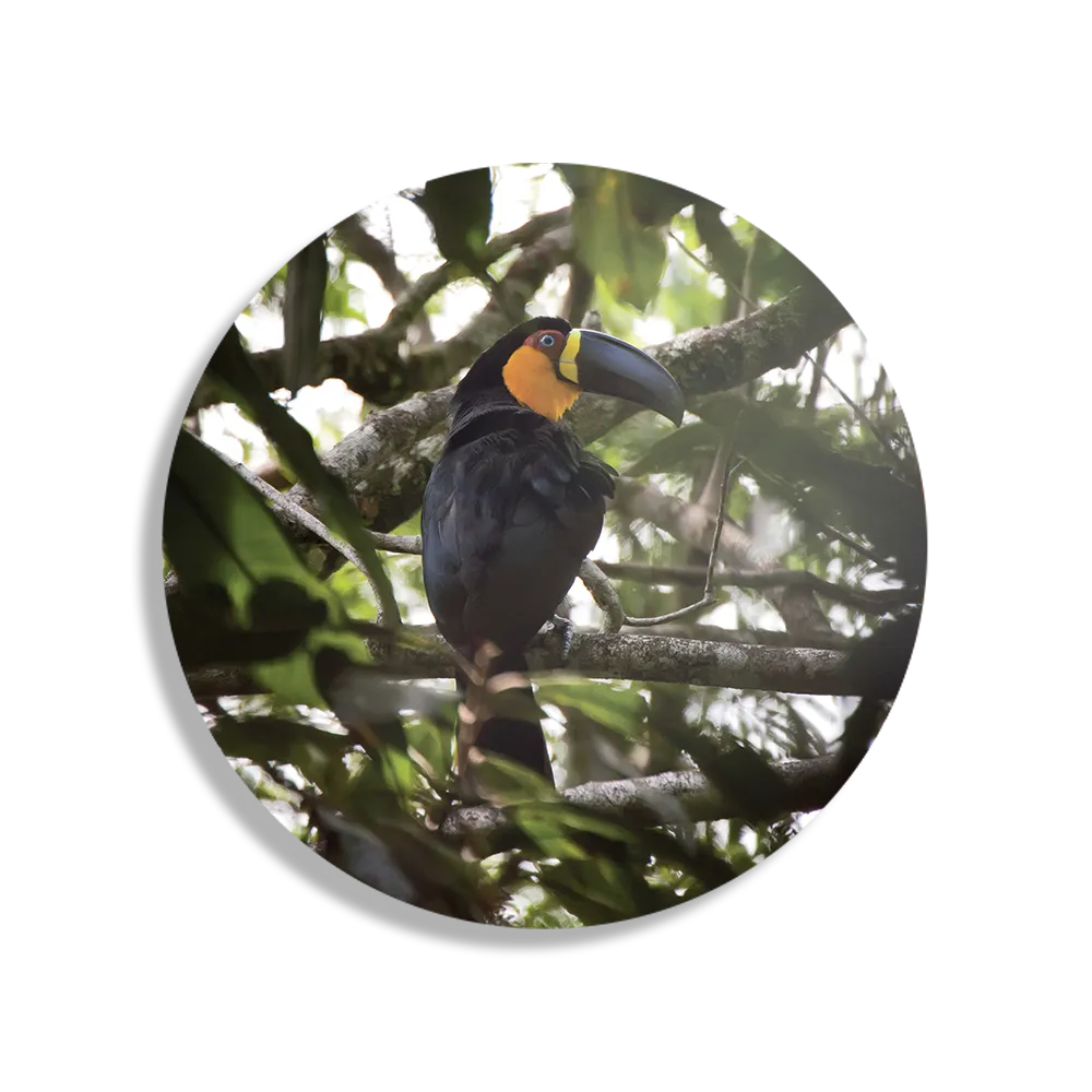 Schilderij De Toekan Rond – Muurcirkel Template TP DB Rond Dieren 37 1