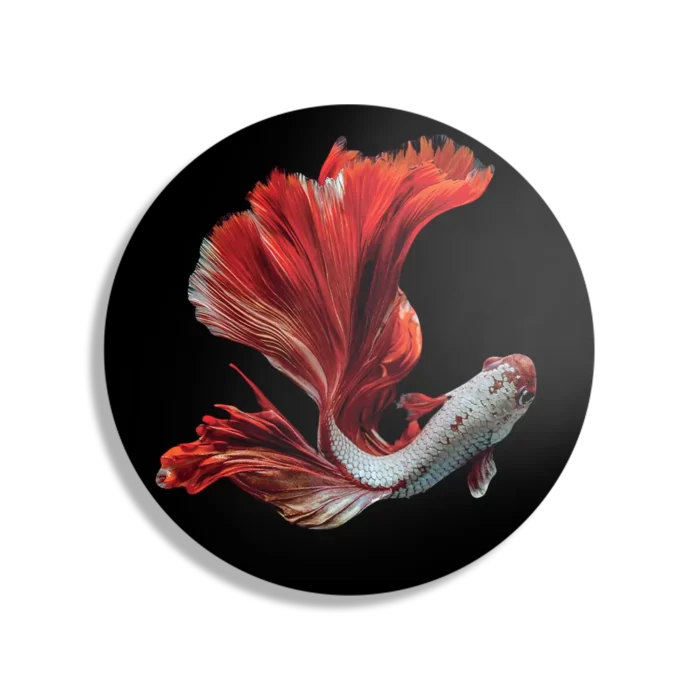 Schilderij The Betta Fish Rond – Muurcirkel Template TP DB Rond Dieren 43 1
