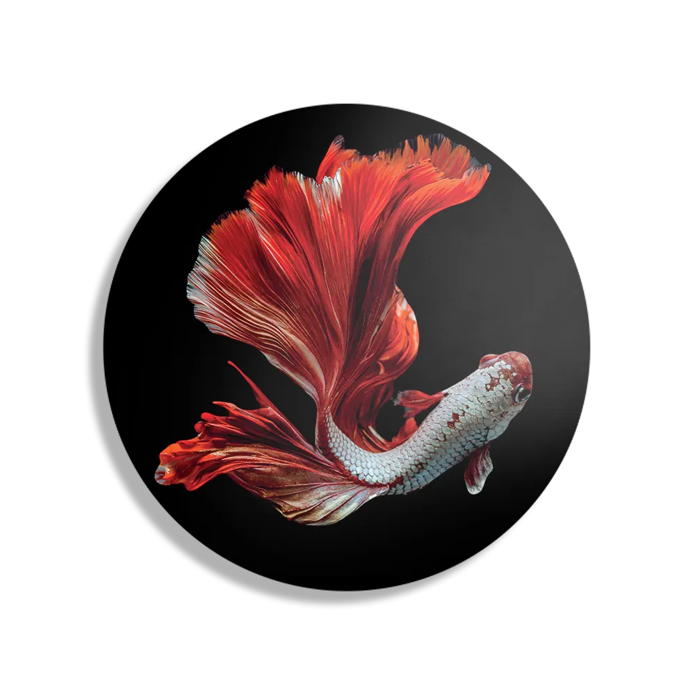 Schilderij The Betta Fish Rond – Muurcirkel Template TP DB Rond Dieren 43 1
