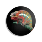 Schilderij De Kameleon Zittend Op Plant Rond – Muurcirkel Template TP DB Rond Dieren 50 1