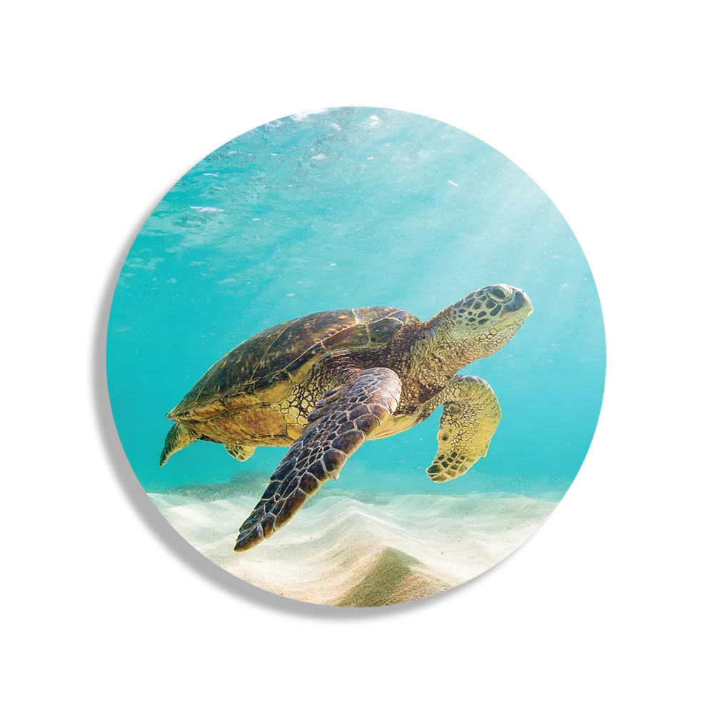 Schilderij Zeeschildpad In Helderblauw Water 04 Rond – Muurcirkel Template TP DB Rond Dieren 58 1