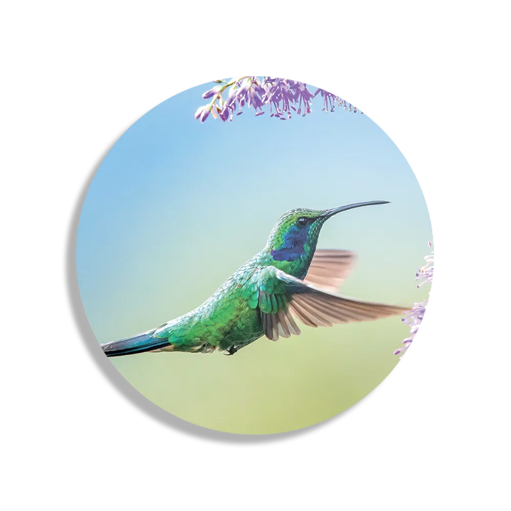 Schilderij Colibri Onderweg Naar Lavendel Rond – Muurcirkel Template TP DB Rond Dieren 66 1