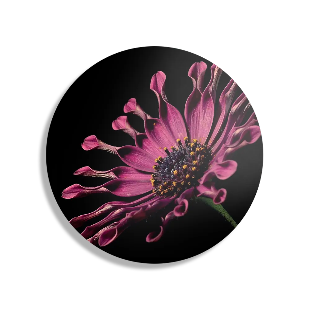 Schilderij Aster Bloem Rond – Muurcirkel Template TP DB Rond Natuur 22 1