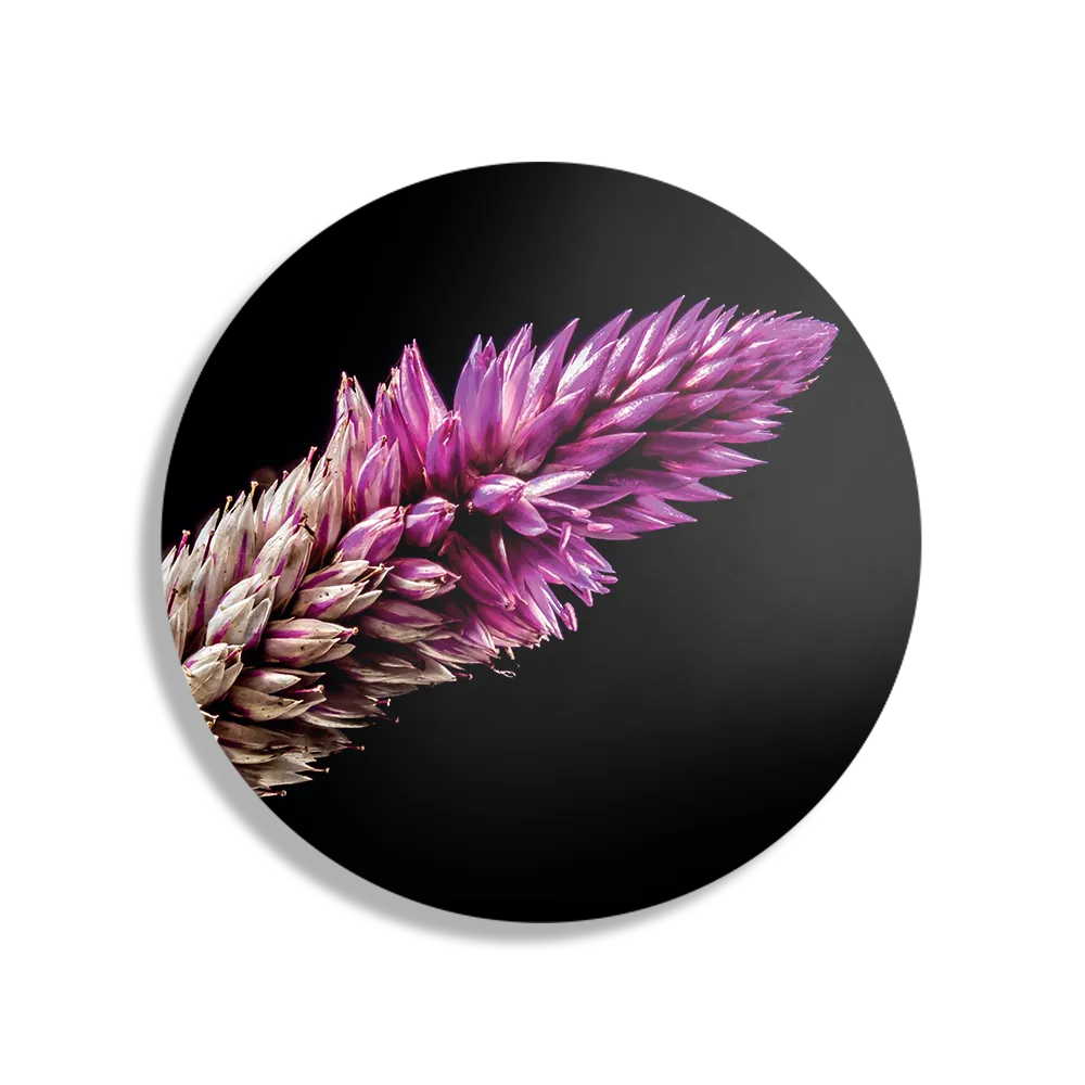 Schilderij Heiden Bloem Rond – Muurcirkel Template TP DB Rond Natuur 24 1