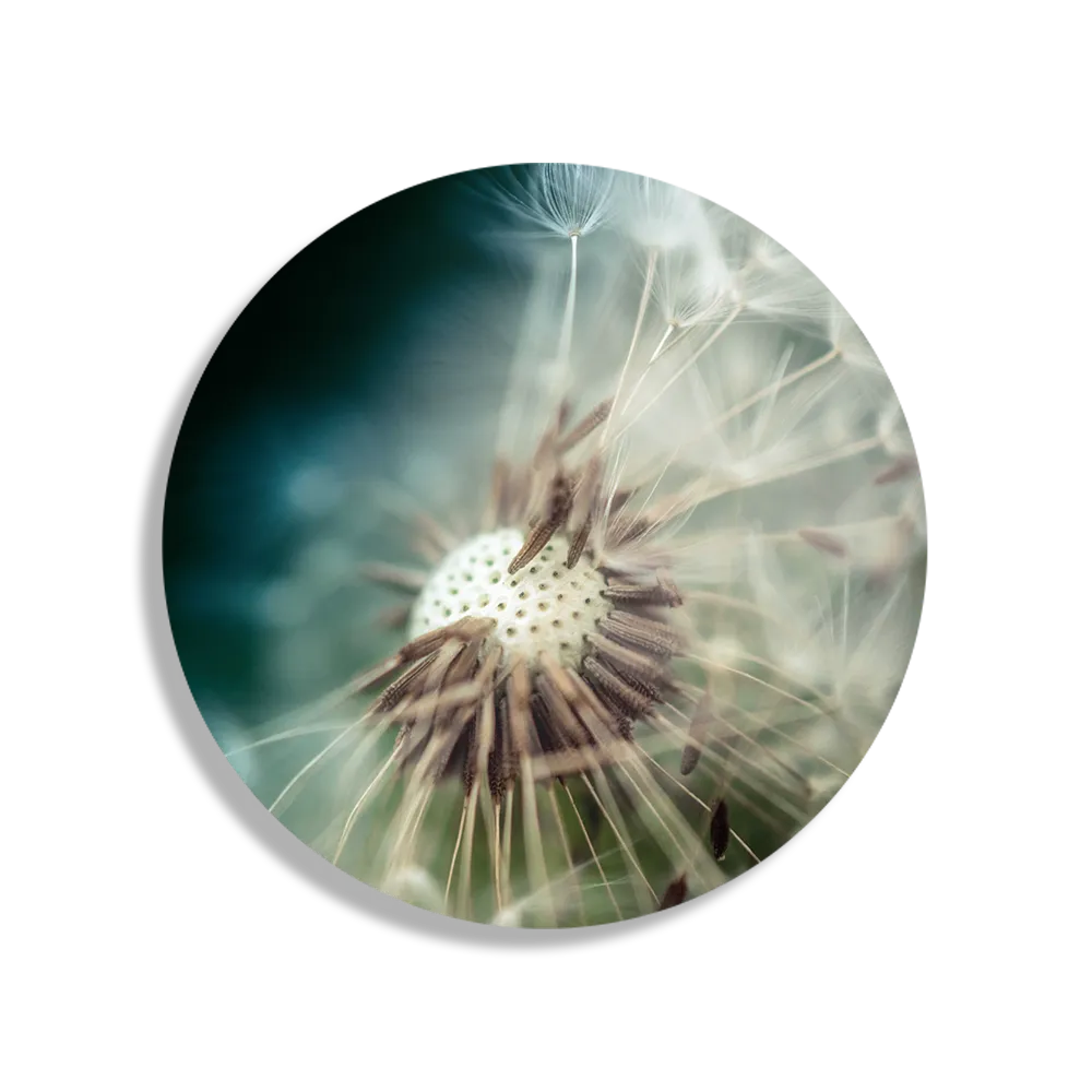 Schilderij Paardenbloem pluis 2 Rond – Muurcirkel Template TP DB Rond Natuur 26 1