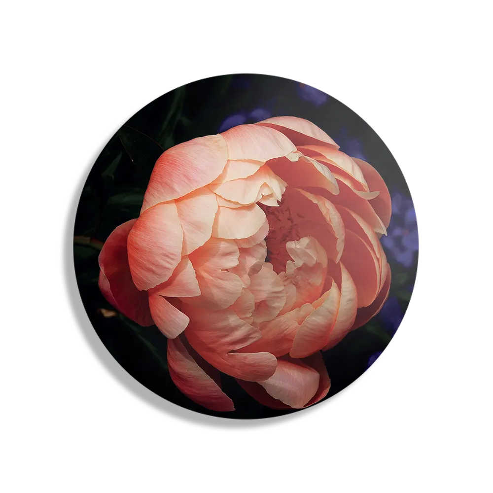 Schilderij Pioenroos Rond – Muurcirkel Template TP DB Rond Natuur 28 1