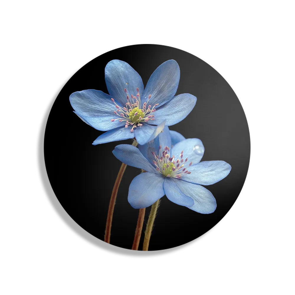 Schilderij Maagdenpalm Rond – Muurcirkel Template TP DB Rond Natuur 36 1