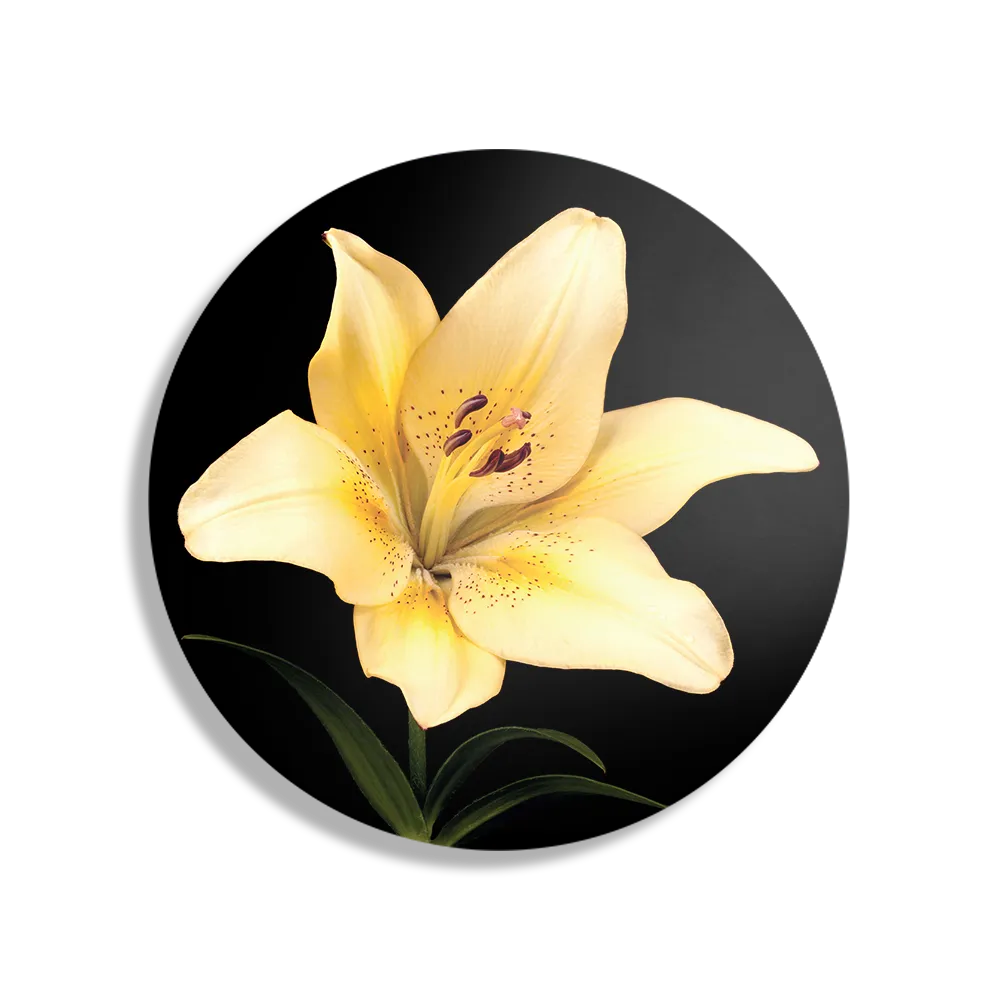 Schilderij Witte Lelie Rond – Muurcirkel Template TP DB Rond Natuur 52 1