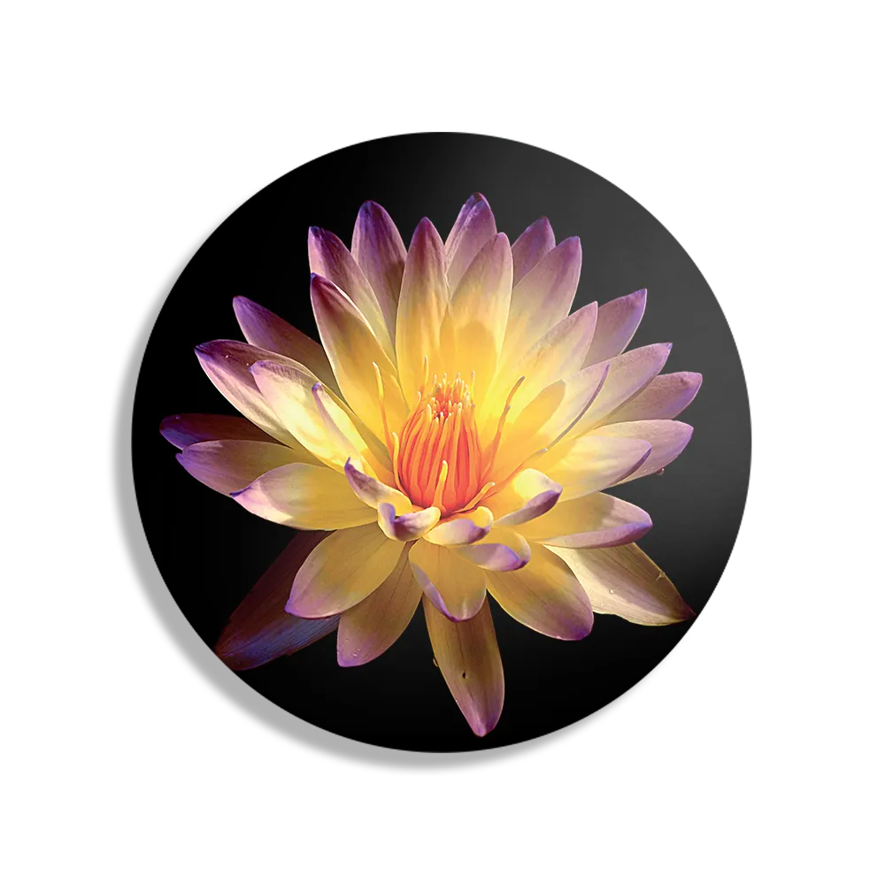 Template_TP_DB_Rond_Natuur_60-1 Schilderij Paarse Gele Dahlia Rond – Muurcirkel Template TP DB Rond Natuur 60 1