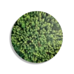 Schilderij Het groene bos Rond – Muurcirkel Template TP DB Rond Natuur 64 1
