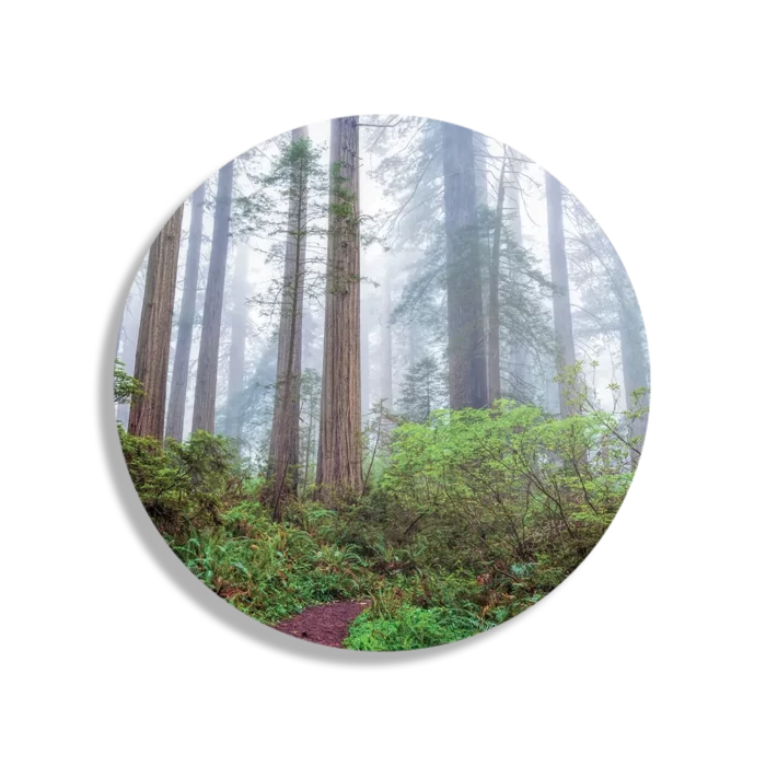 Schilderij Sequoia bos Rond – Muurcirkel Template TP DB Rond Natuur 88 1