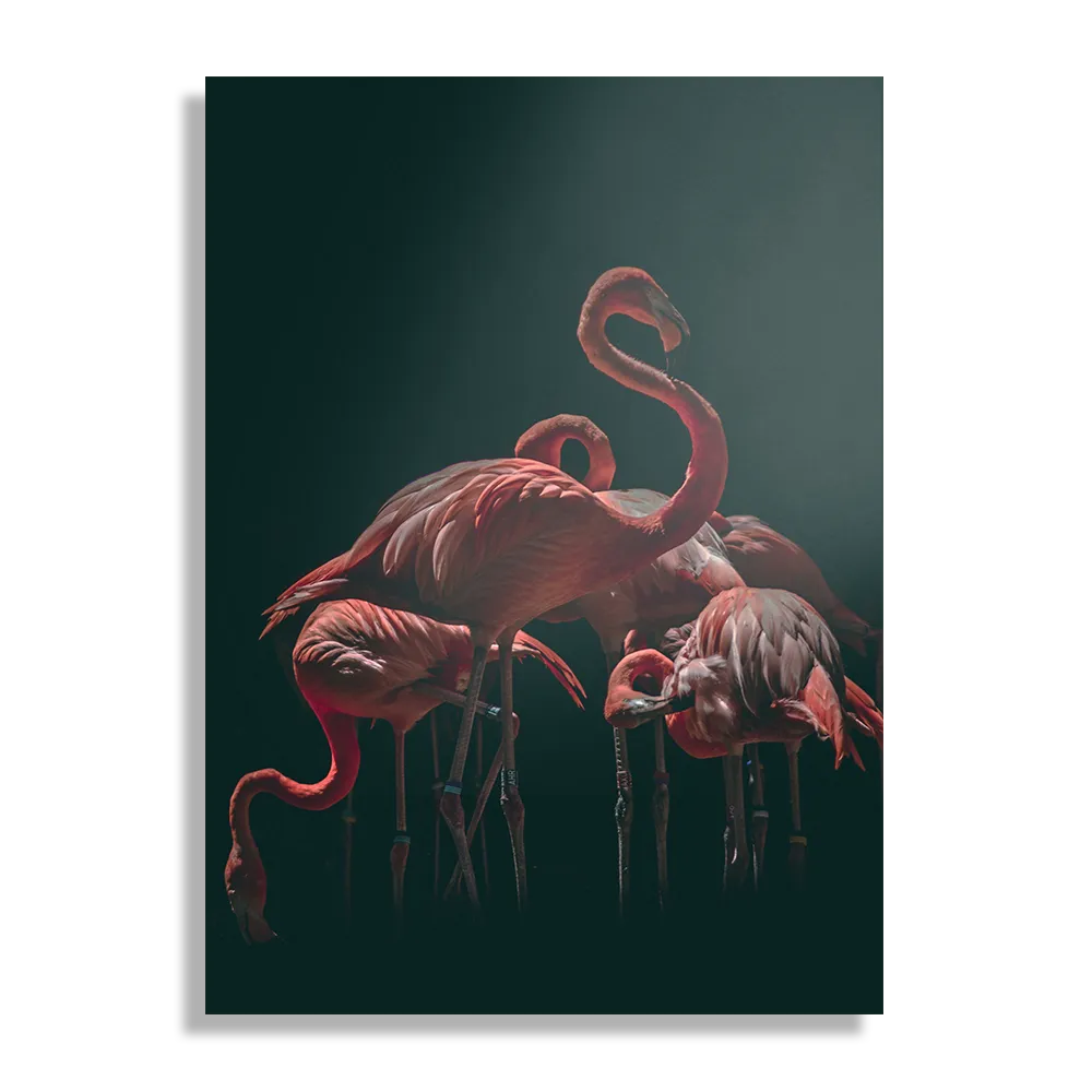 Schilderij Flamengo's Rechthoek Verticaal Template DB 50 70 Verticaal Dieren 13 1