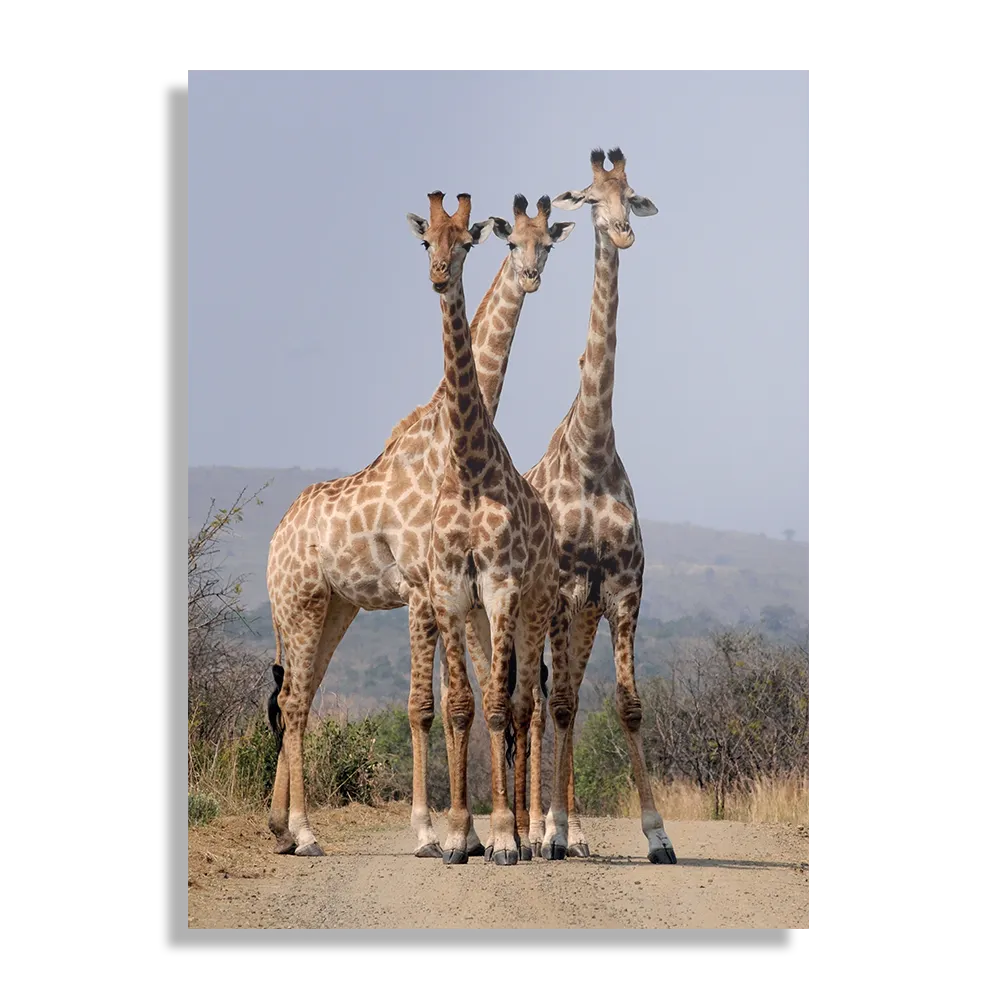 Schilderij Drie Giraffen Rechthoek Verticaal Template DB 50 70 Verticaal Dieren 14 1