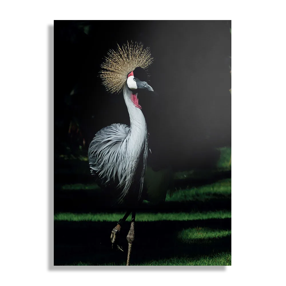 Schilderij De Witte Pauw Rechthoek Verticaal Template DB 50 70 Verticaal Dieren 15 1