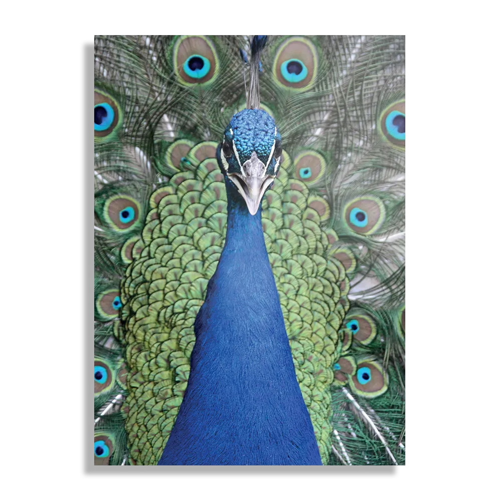 Schilderij Blauwe Pauw Met Groene Verem Rechthoek Verticaal Template DB 50 70 Verticaal Dieren 20 1