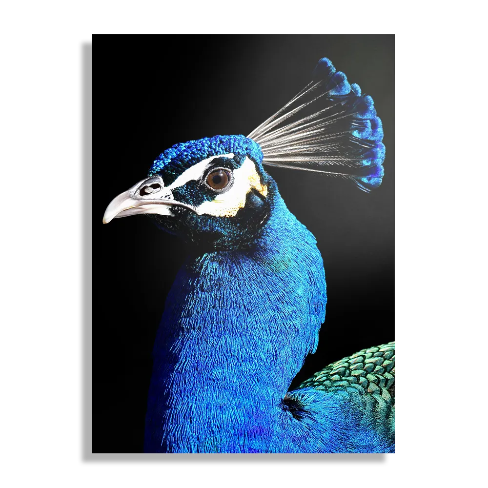 Template_DB_50-70_Verticaal_Dieren_48-1 Schilderij De Pauw Rechthoek Verticaal Template DB 50 70 Verticaal Dieren 48 1