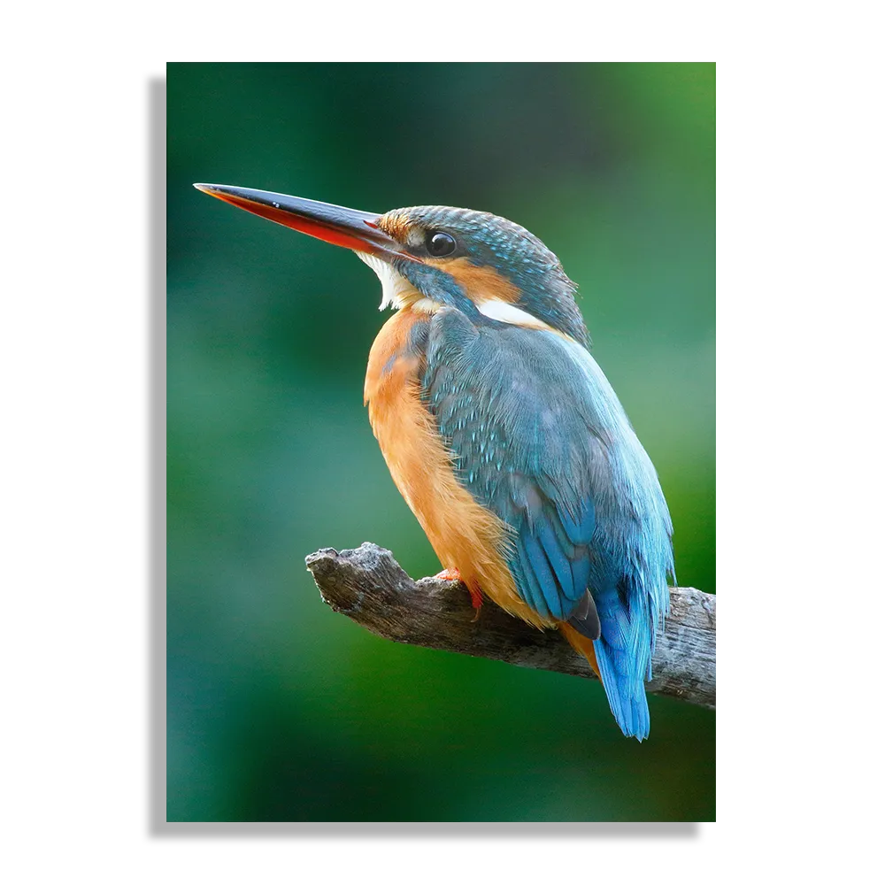Template_DB_50-70_Verticaal_Dieren_51-1 Schilderij De Ijsvogel Rechthoek Verticaal Template DB 50 70 Verticaal Dieren 51 1