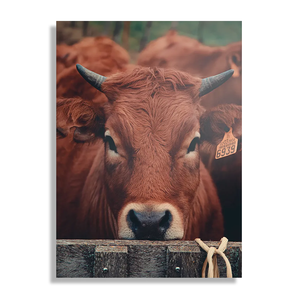 Schilderij De Gemerkte Stieren Rechthoek Verticaal Template DB 50 70 Verticaal Dieren 6 1