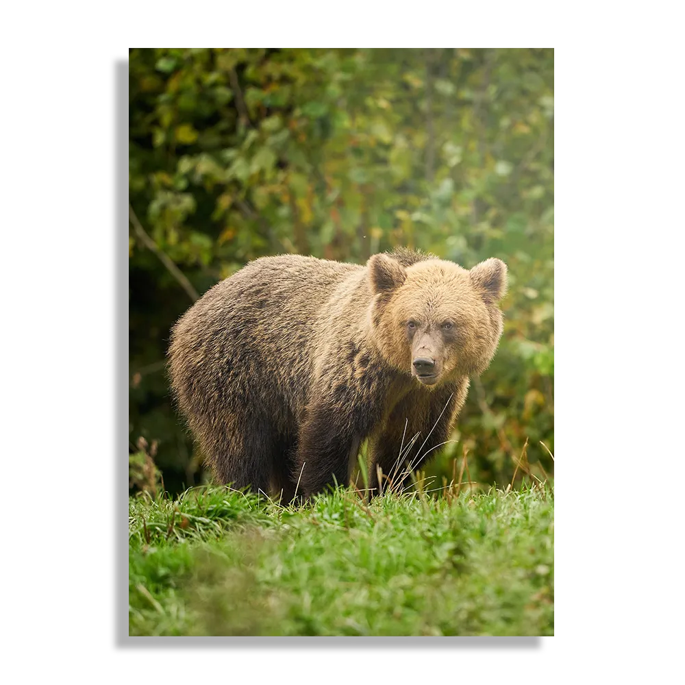 Schilderij De Beer Tussen Het Groen Rechthoek Verticaal Template DB 50 70 Verticaal Dieren 78 1