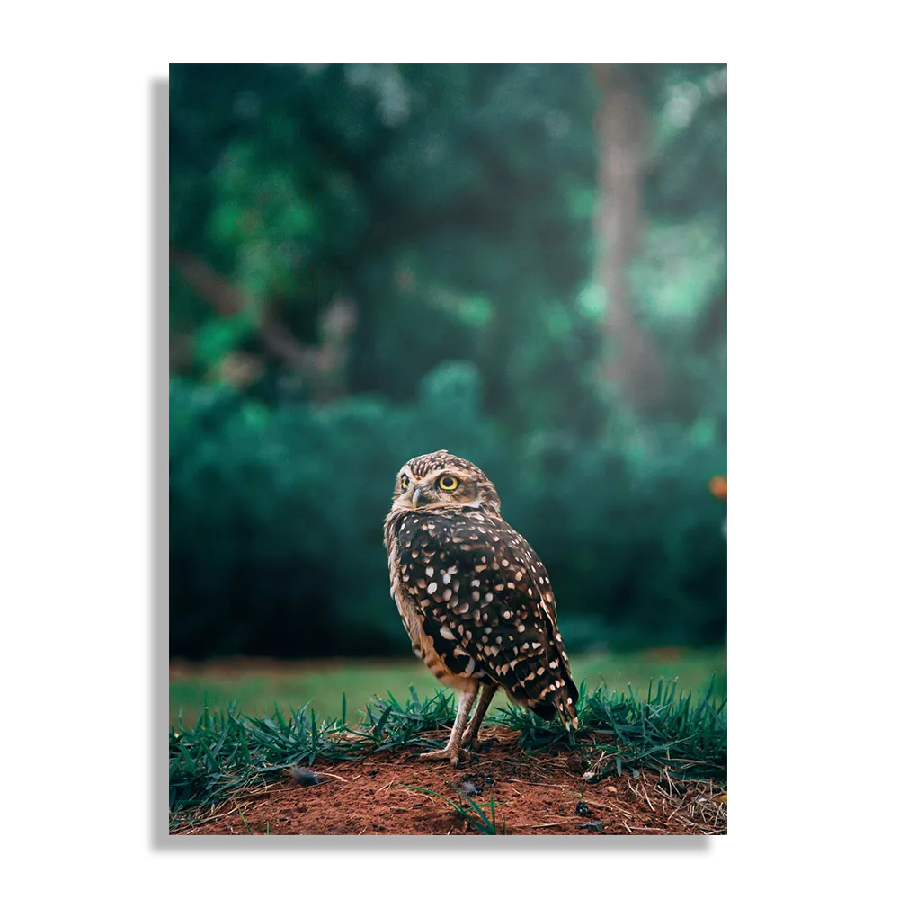 Schilderij Uil In De Natuur Rechthoek Verticaal Template DB 50 70 Verticaal Dieren 9 1
