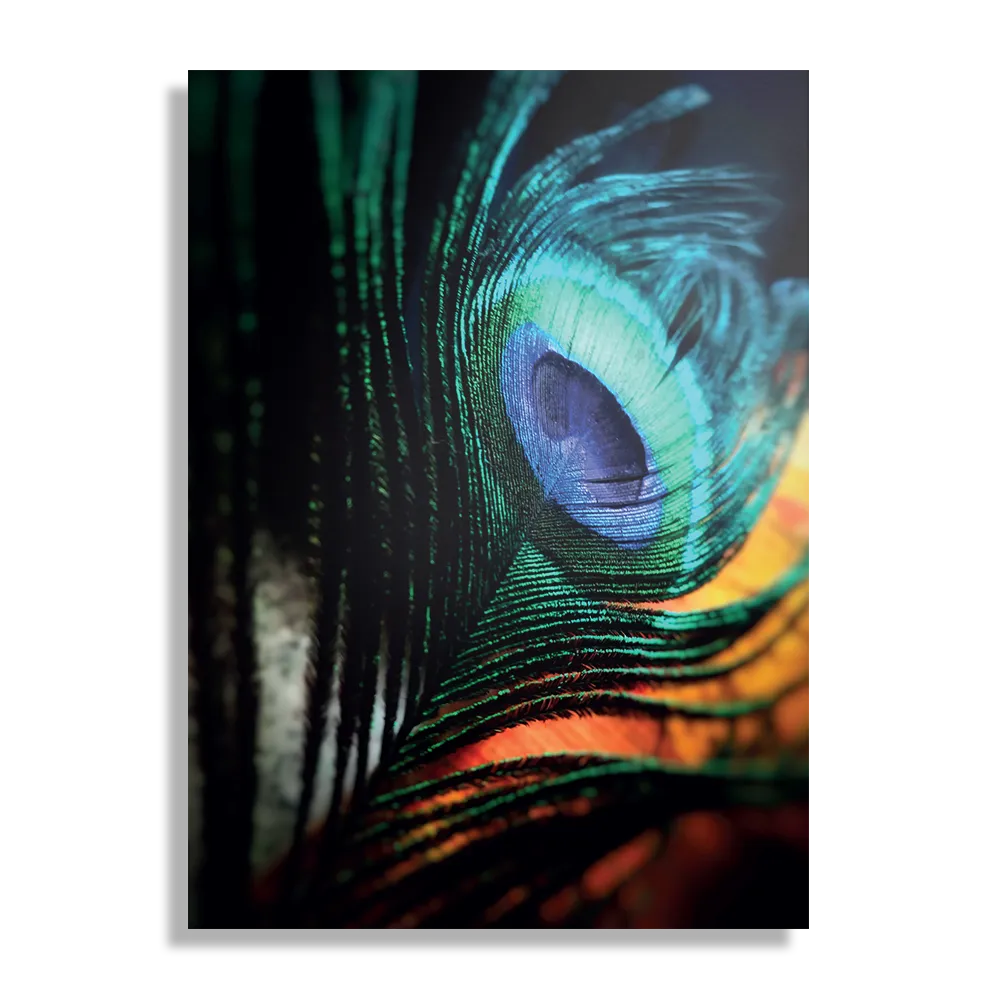 Schilderij Een veer van de Pauw Rechthoek Verticaal Template DB 50 70 Verticaal Natuur 11 1