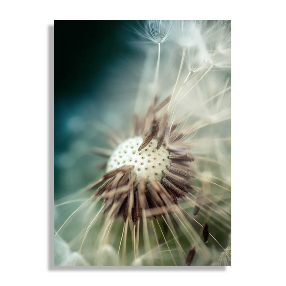 Schilderij Paardenbloem pluis 2 Rechthoek Verticaal Template DB 50 70 Verticaal Natuur 26 1