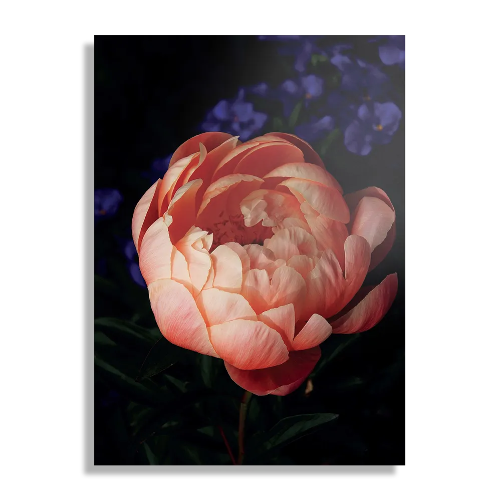 Schilderij Pioenroos Rechthoek Verticaal Template DB 50 70 Verticaal Natuur 28 1