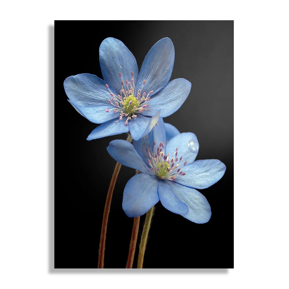 Template_DB_50-70_Verticaal_Natuur_36-1 Schilderij Maagdenpalm Rechthoek Verticaal Template DB 50 70 Verticaal Natuur 36 1