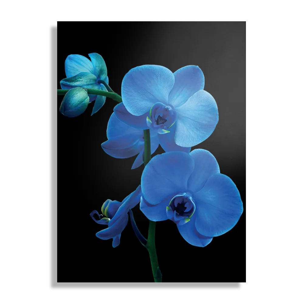 Schilderij Orchidee Rechthoek Verticaal Template DB 50 70 Verticaal Natuur 39 1