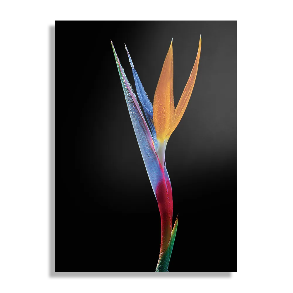 Schilderij Tropische Strelitzia Rechthoek Verticaal Template DB 50 70 Verticaal Natuur 46 1