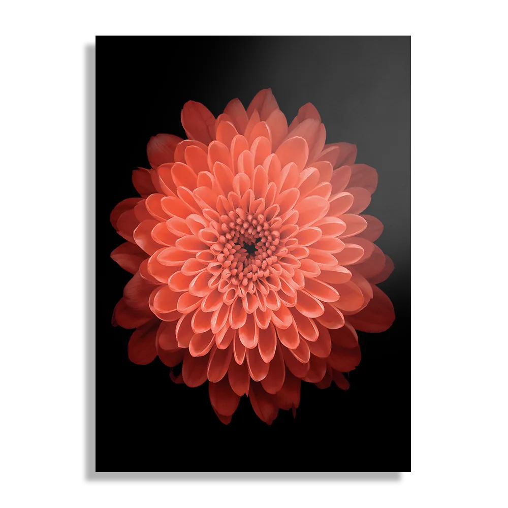 Schilderij Oranje Dahlia Rechthoek Verticaal Template DB 50 70 Verticaal Natuur 53 1
