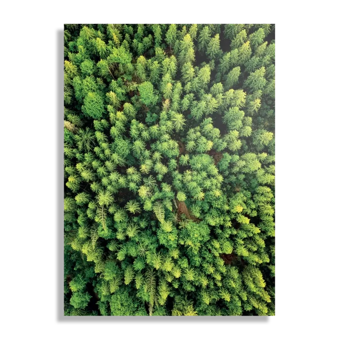 Schilderij Het groene bos Rechthoek Verticaal Template DB 50 70 Verticaal Natuur 64 1