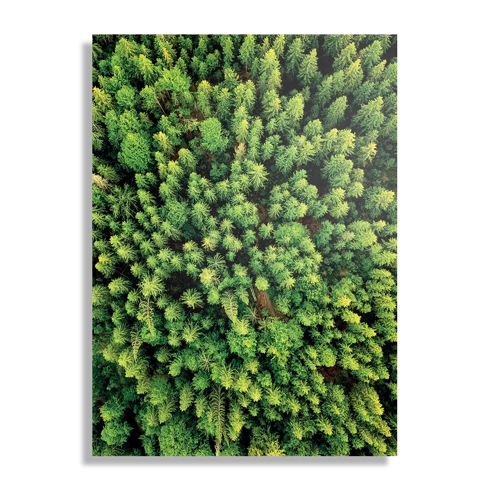 Schilderij Het groene bos Rechthoek Verticaal Template DB 50 70 Verticaal Natuur 64 1