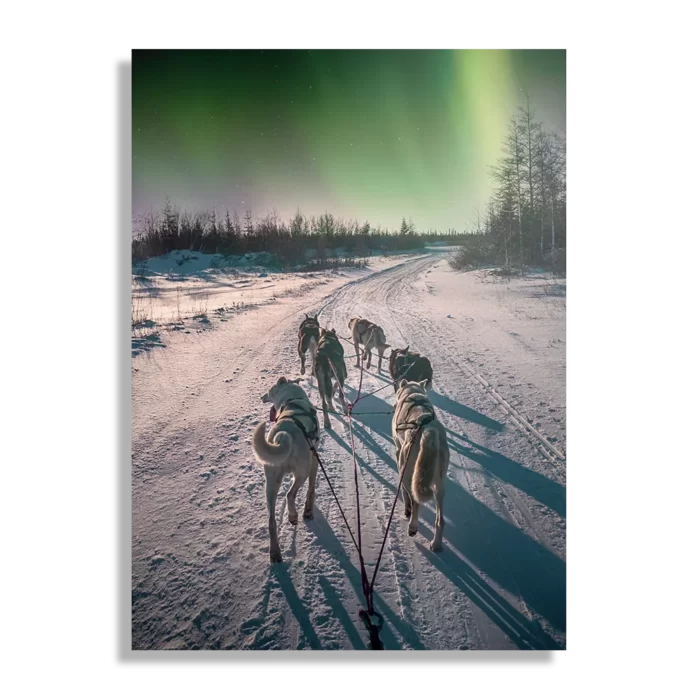 Schilderij Huskies door Lapland Rechthoek Verticaal Template DB 50 70 Verticaal Natuur 66 1