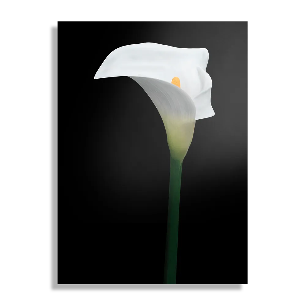 Schilderij Aaronskelk Rechthoek Verticaal Template DB 50 70 Verticaal Natuur 73 1