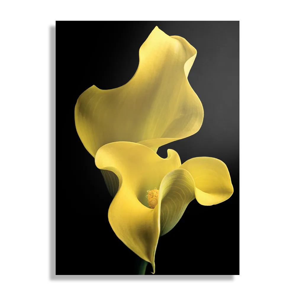 Schilderij Aronskelk Rechthoek Verticaal Template DB 50 70 Verticaal Natuur 87 1