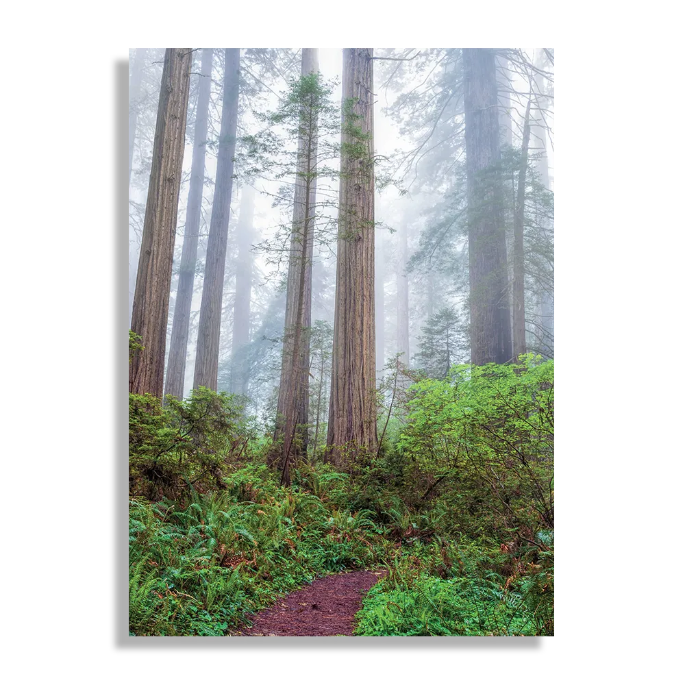 Template_DB_50-70_Verticaal_Natuur_88-1 Schilderij Sequoia bos Rechthoek Verticaal Template DB 50 70 Verticaal Natuur 88 1