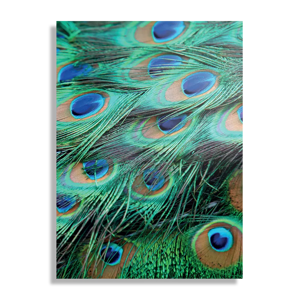 Schilderij Veren van de Pauw Rechthoek Verticaal Template DB 50 70 Verticaal Natuur 89 1