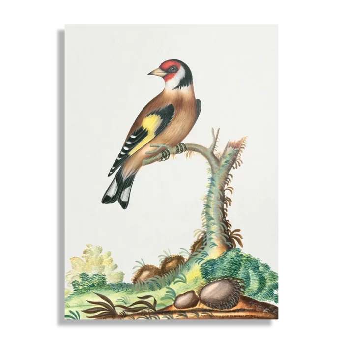 Schilderij Prent Natuur Vogel en Bloemen 15 Rechthoek Verticaal Template DB 50 70 Verticaal Vintage 15 1