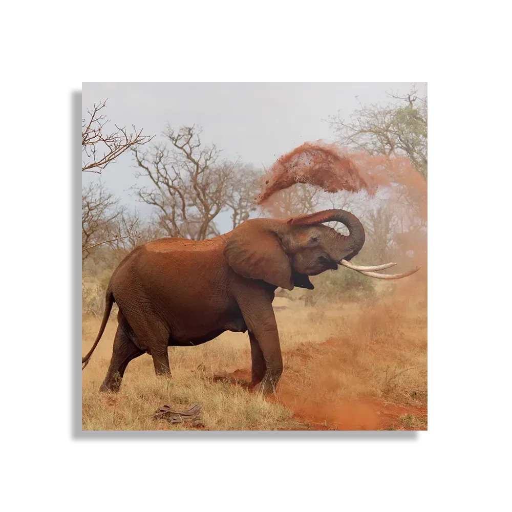 Schilderij Wilde Olifant Vierkant Template D Vierkant Dieren 17 1