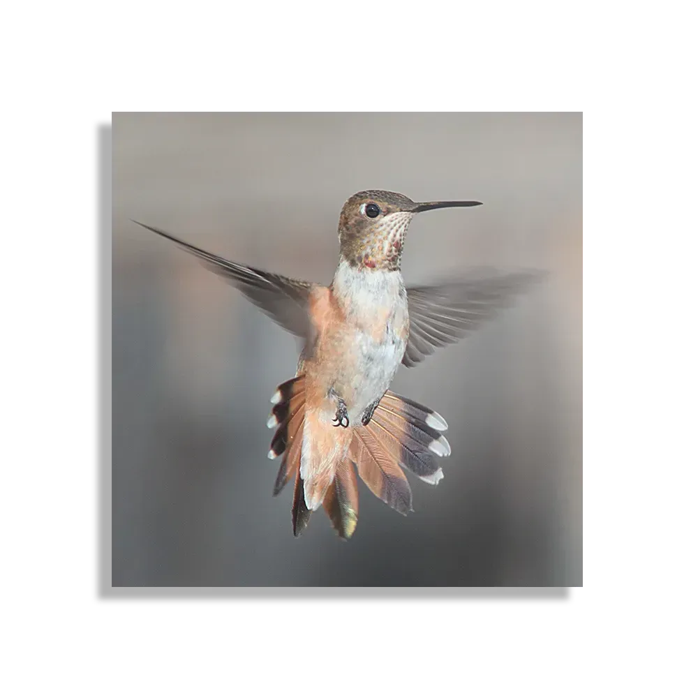 Template_D_Vierkant_Dieren_19-1 Schilderij De Vliegende Kolibrie Vogel Vierkant Template D Vierkant Dieren 19 1