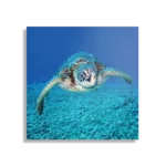 Schilderij Zeeschildpad In Helderblauw Water 01 Vierkant Template D Vierkant Dieren 21 1