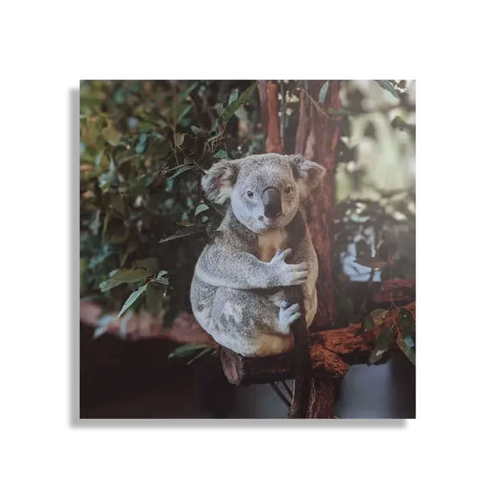 Schilderij De Vastgelamde Koala Vierkant Template D Vierkant Dieren 23 1