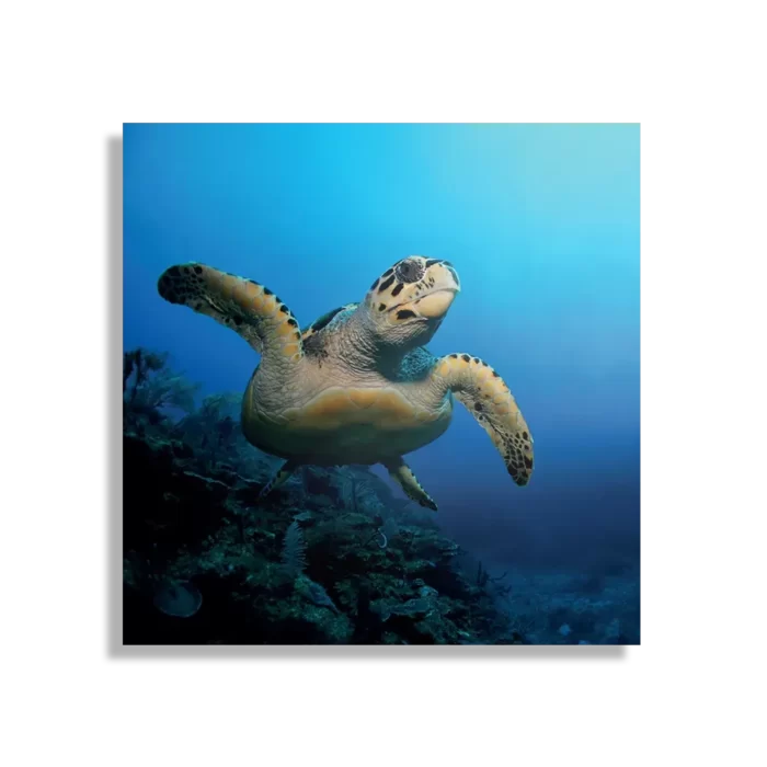 Schilderij Zeeschildpad In Helderblauw Water 02 Vierkant Template D Vierkant Dieren 26 1