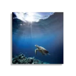 Schilderij Zeeschildpad In Helderblauw Water 03 Vierkant Template D Vierkant Dieren 30 1