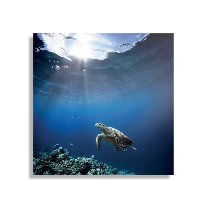 Schilderij Zeeschildpad In Helderblauw Water 03 Vierkant Template D Vierkant Dieren 30 1