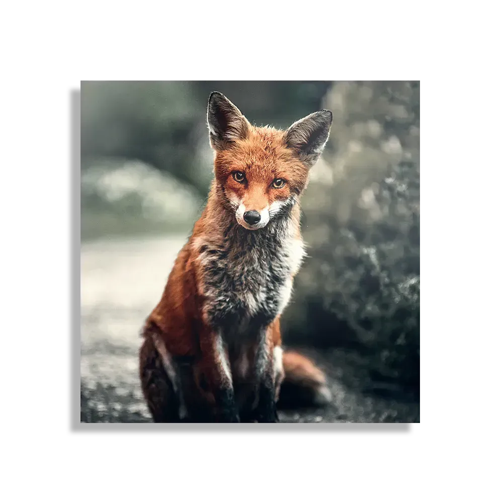 Schilderij Vosje In De Natuur Vierkant Template D Vierkant Dieren 4 1