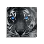 Schilderij Lion With Blue Eyes Vierkant Template D Vierkant Dieren 42 1