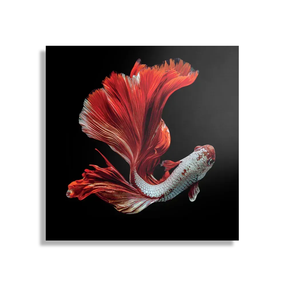 Template_D_Vierkant_Dieren_43-1 Schilderij The Betta Fish Vierkant Template D Vierkant Dieren 43 1